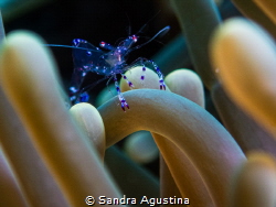 Sarasvati Anemone Shrimp by Sandra Agustina 
